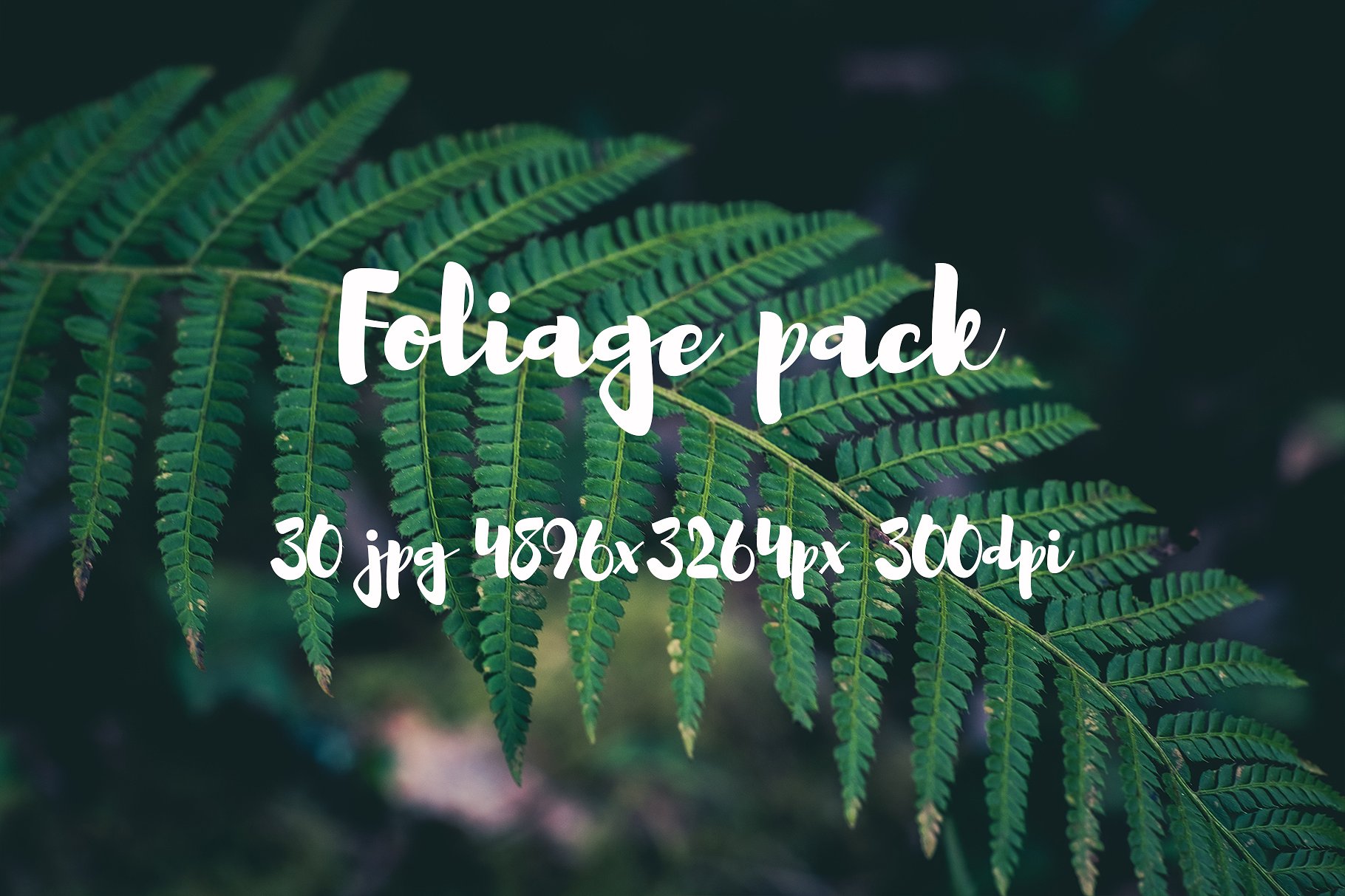 Foliage Photo Pack