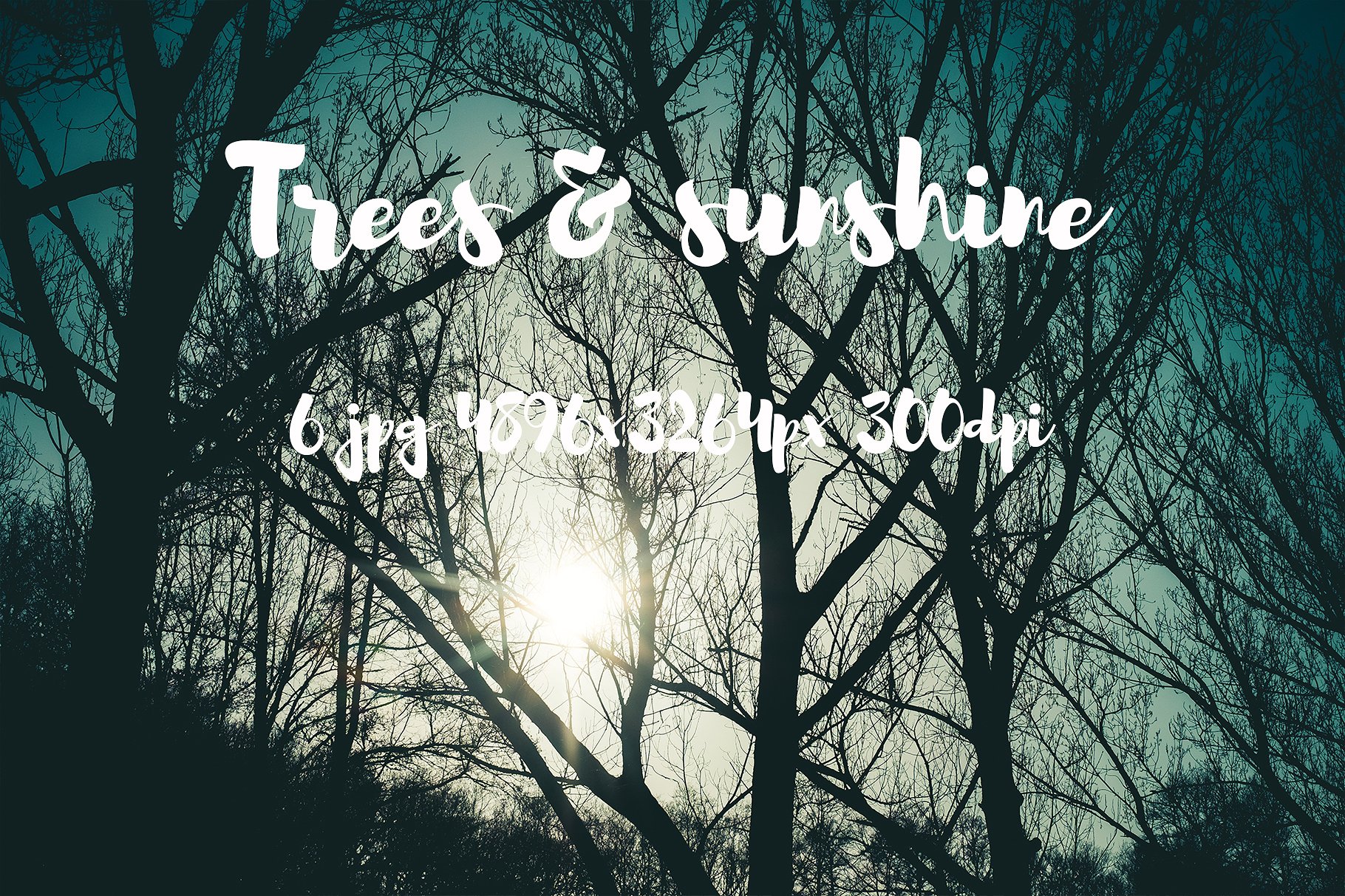 Trees and sunshine photo pack