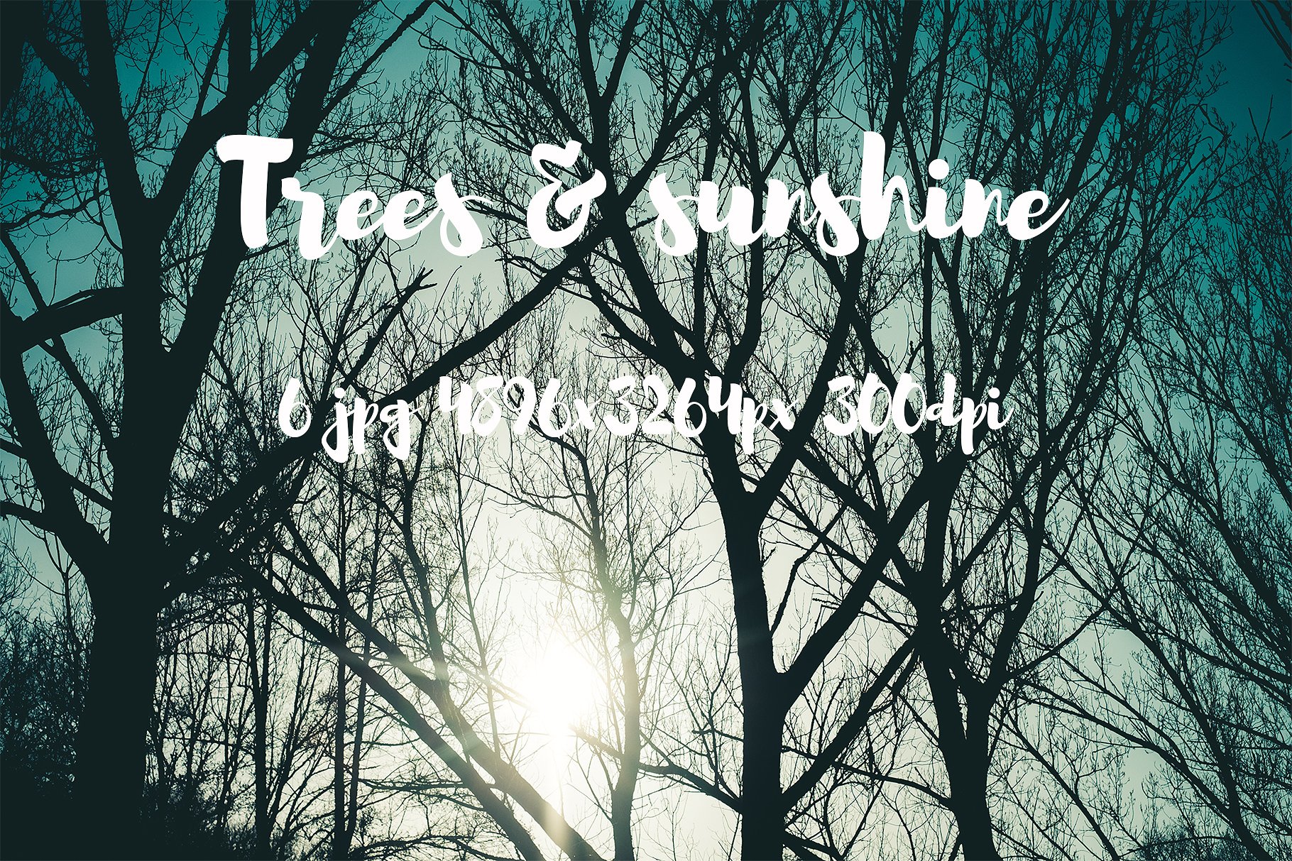 Trees and sunshine photo pack