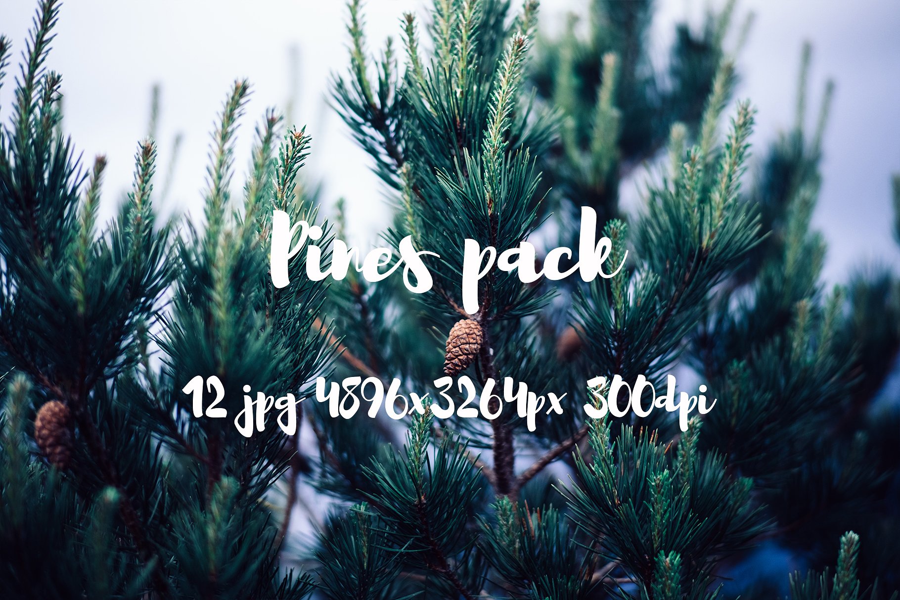 Pines photo pack