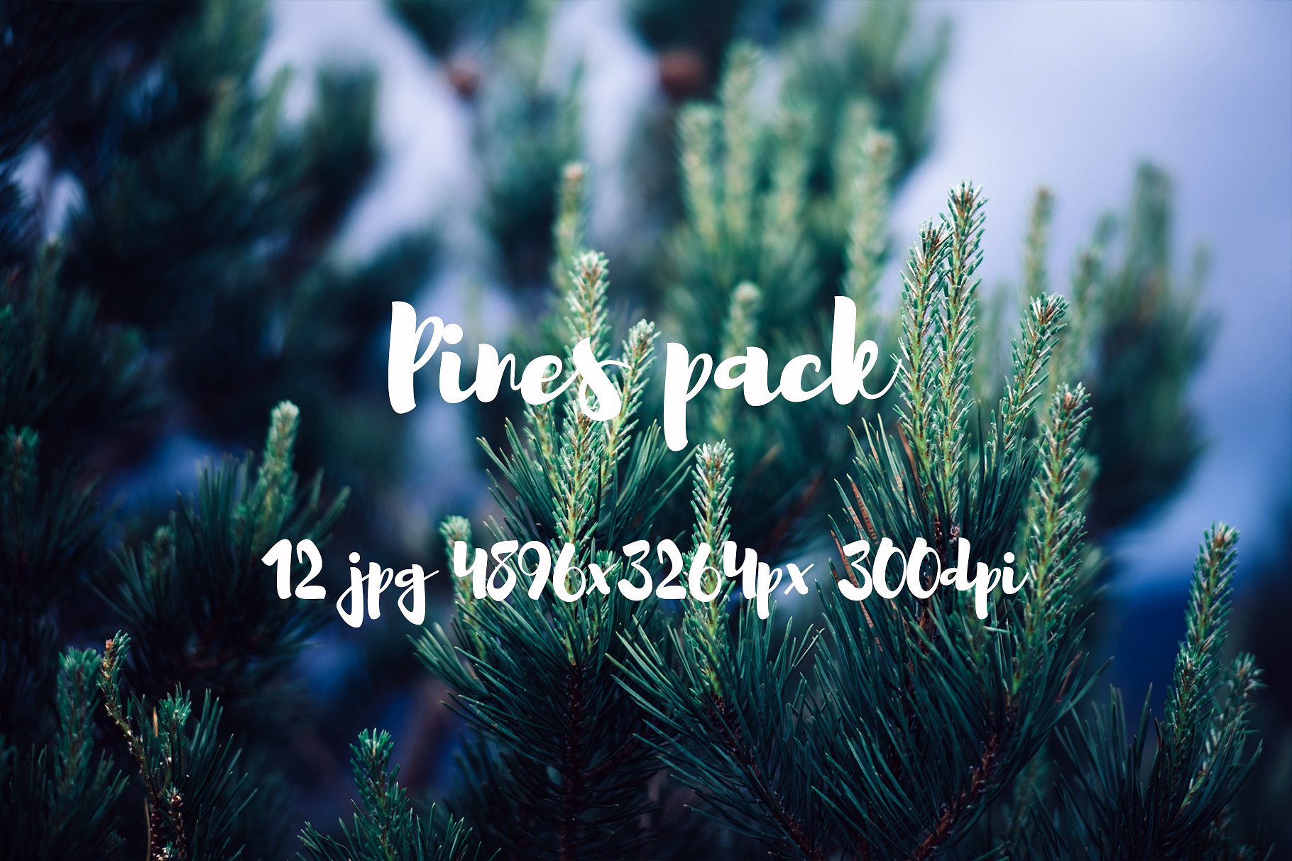 Pines photo pack