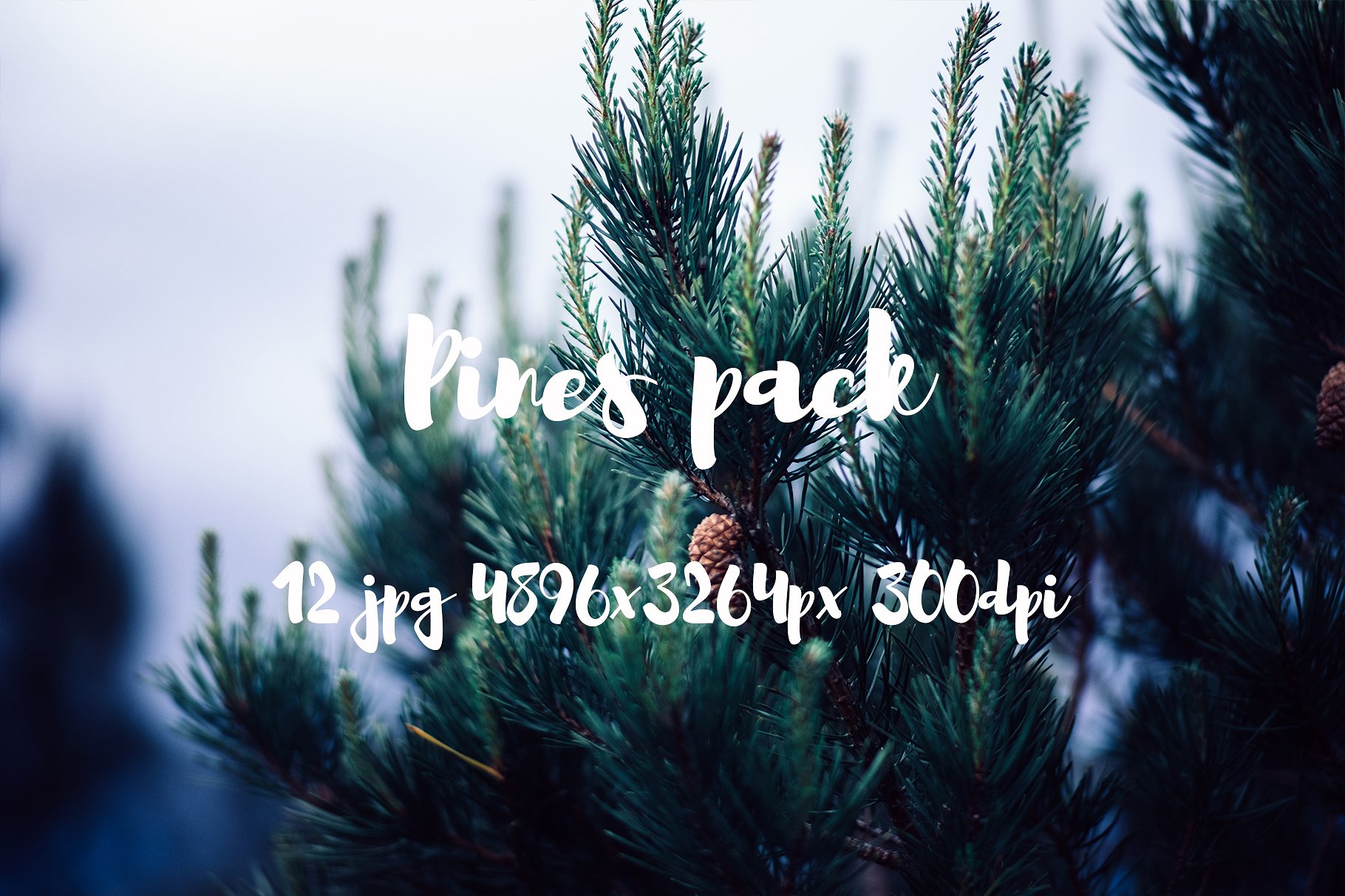 Pines photo pack