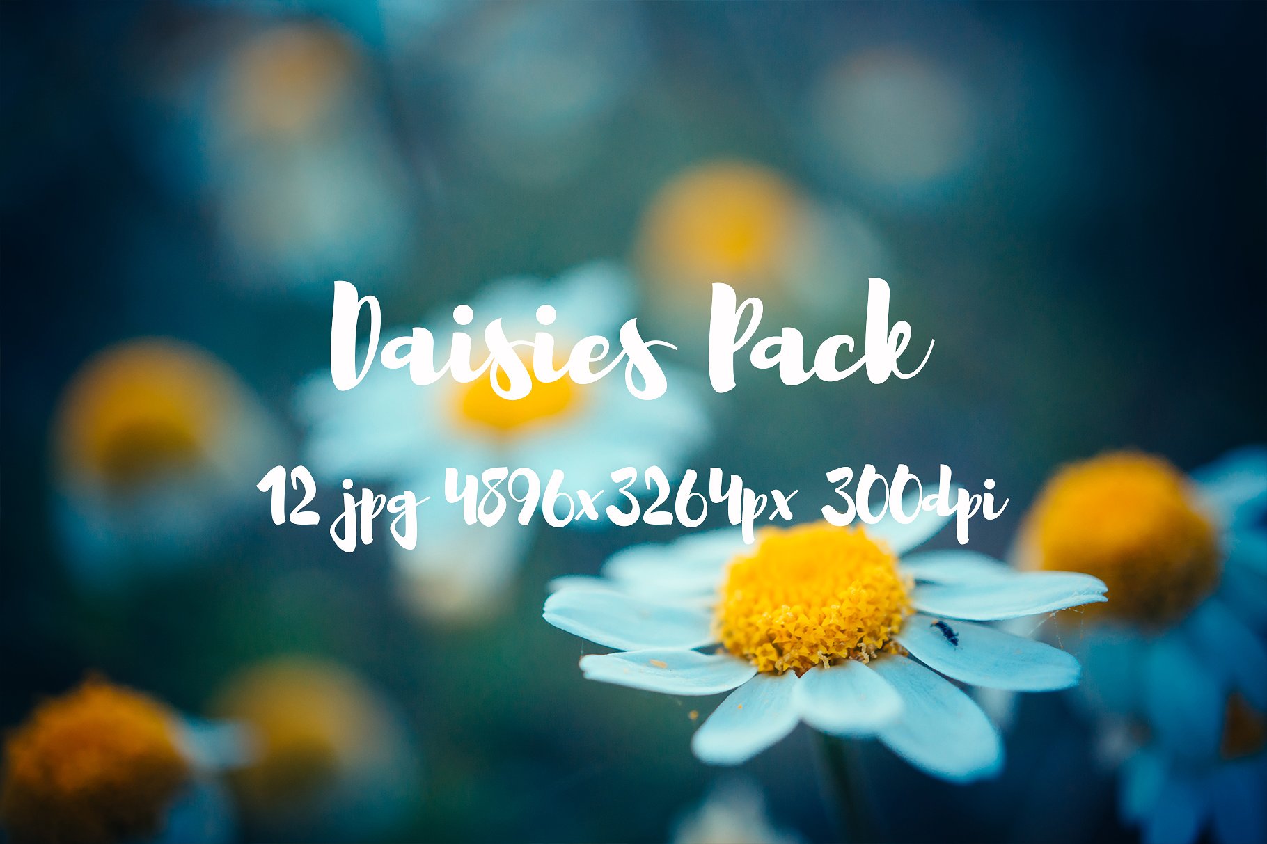 Daisies Pack photo pack