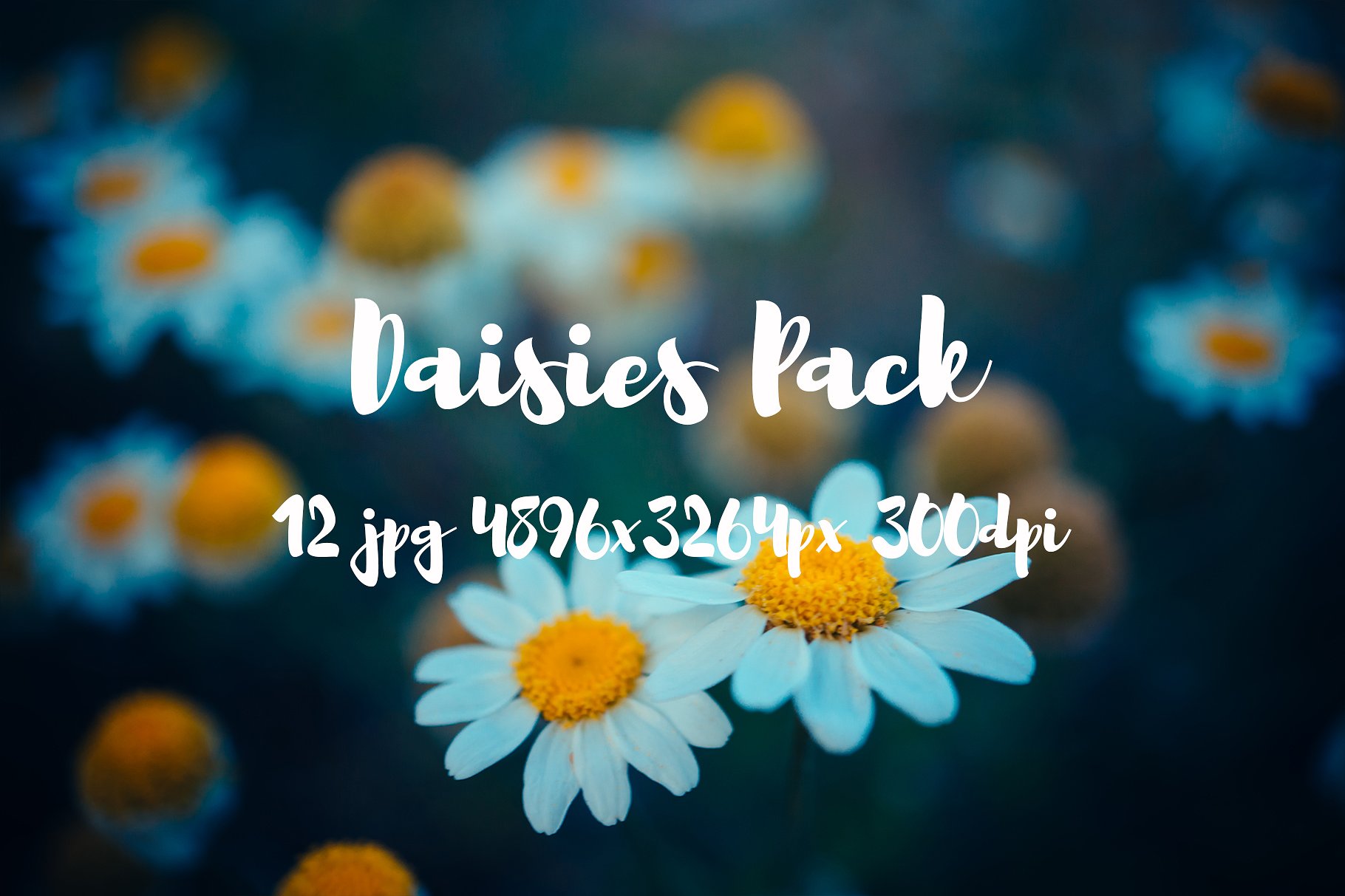 Daisies Pack photo pack