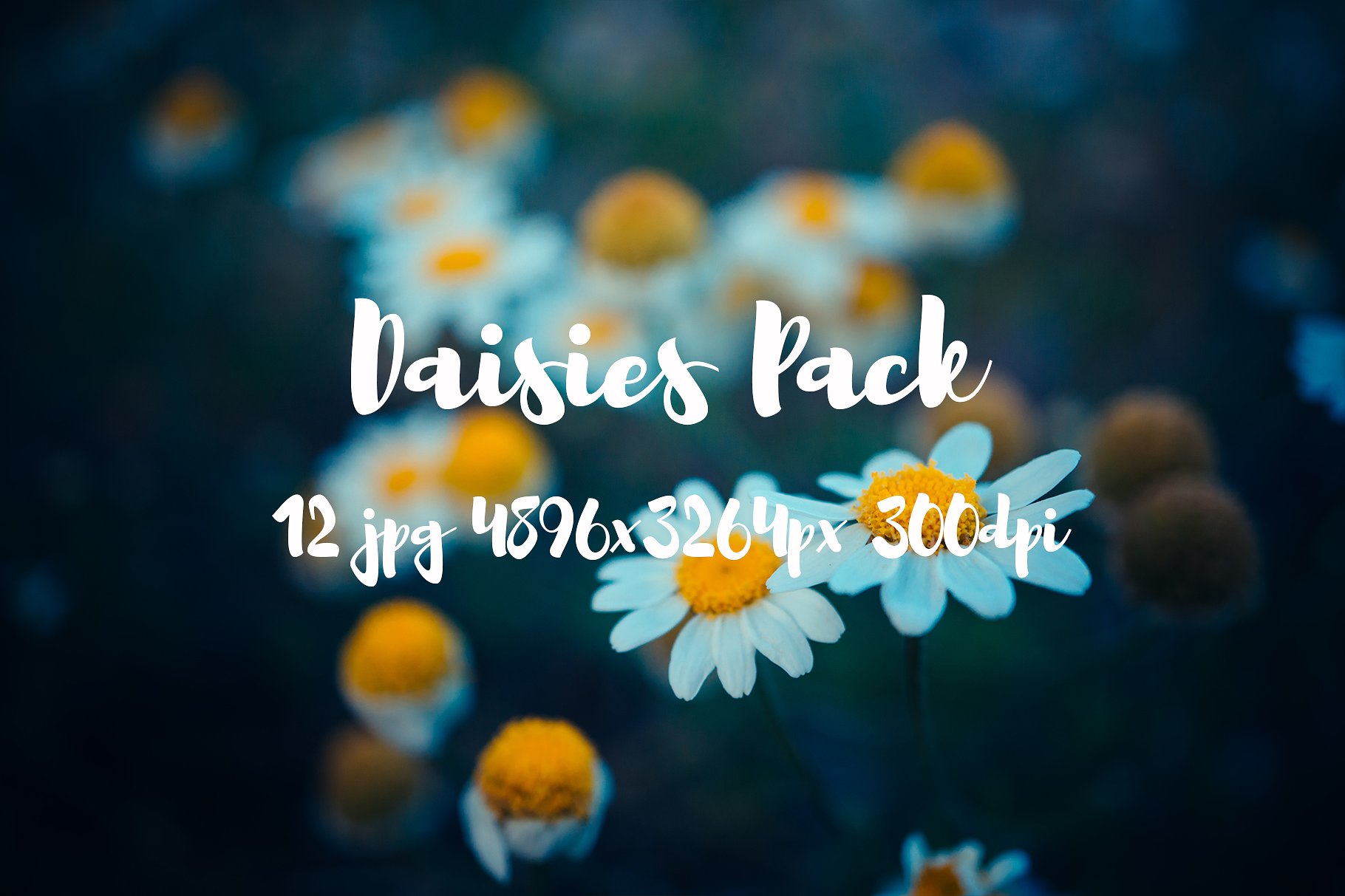 Daisies Pack photo pack