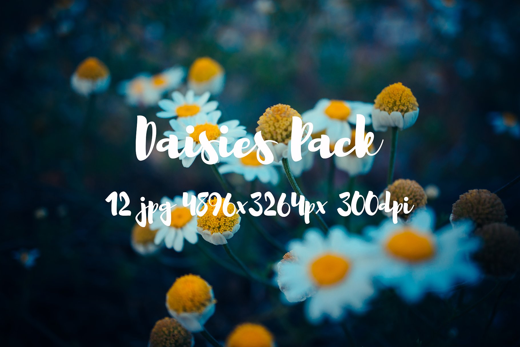 Daisies Pack photo pack