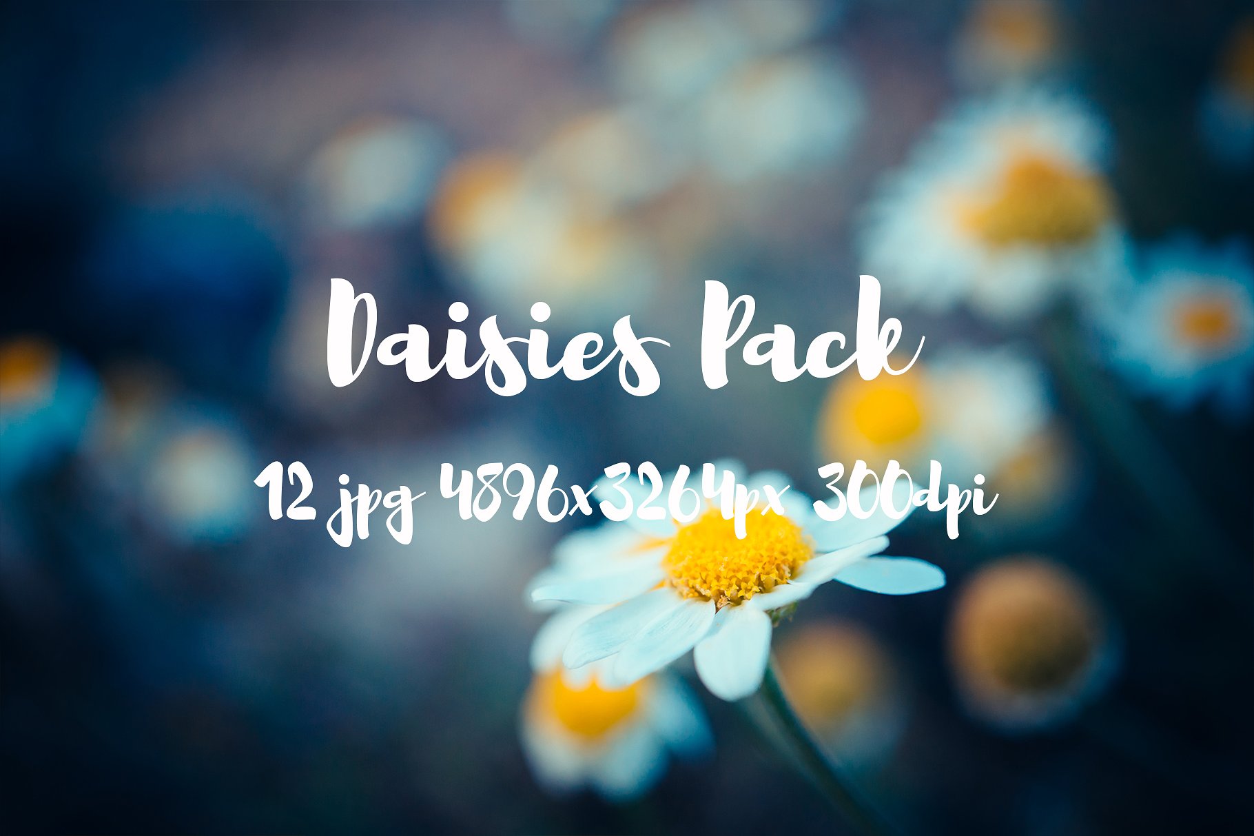 Daisies Pack photo pack