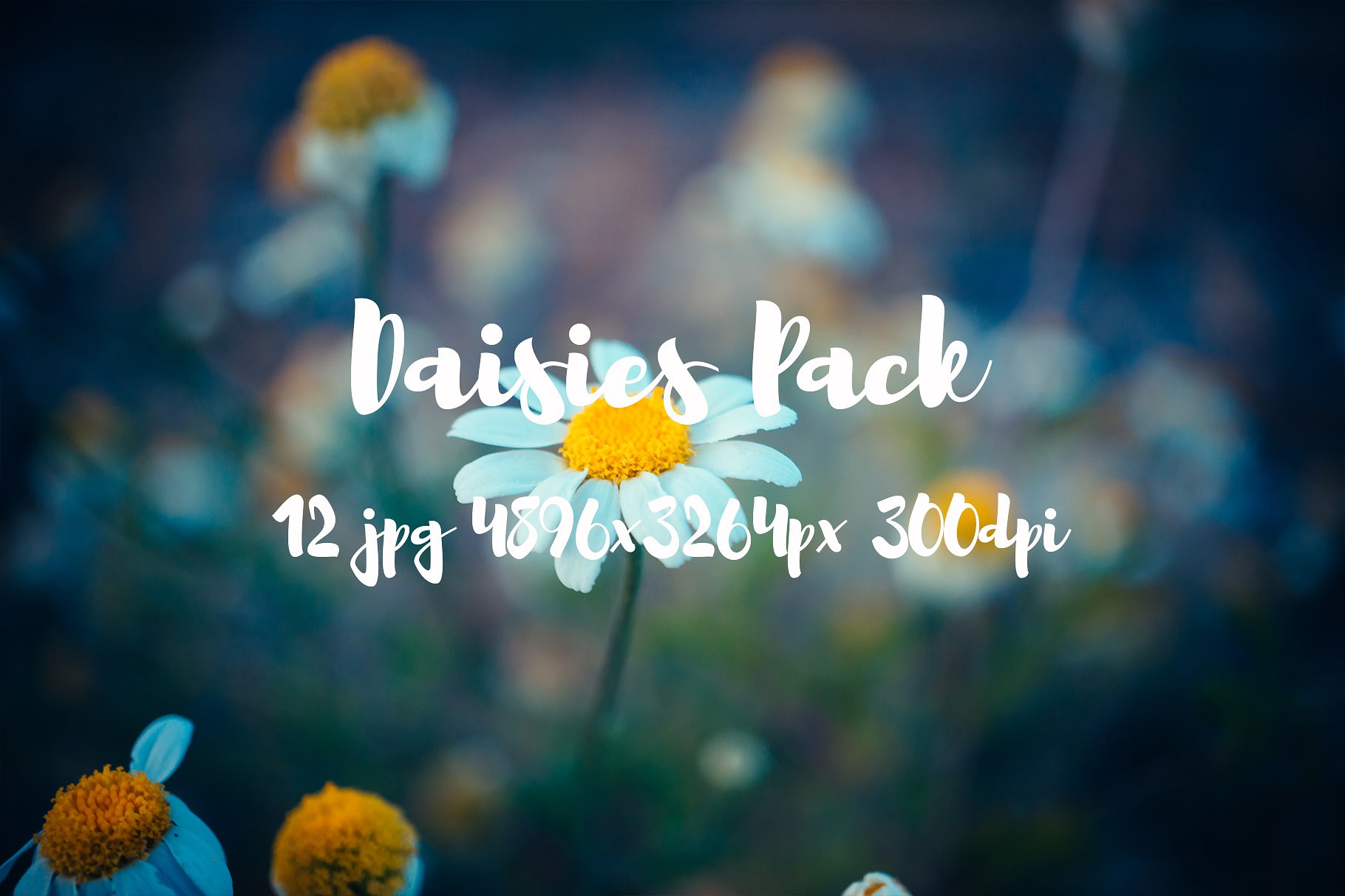 Daisies Pack photo pack