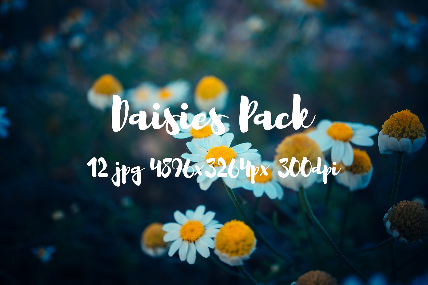 Daisies Pack photo pack