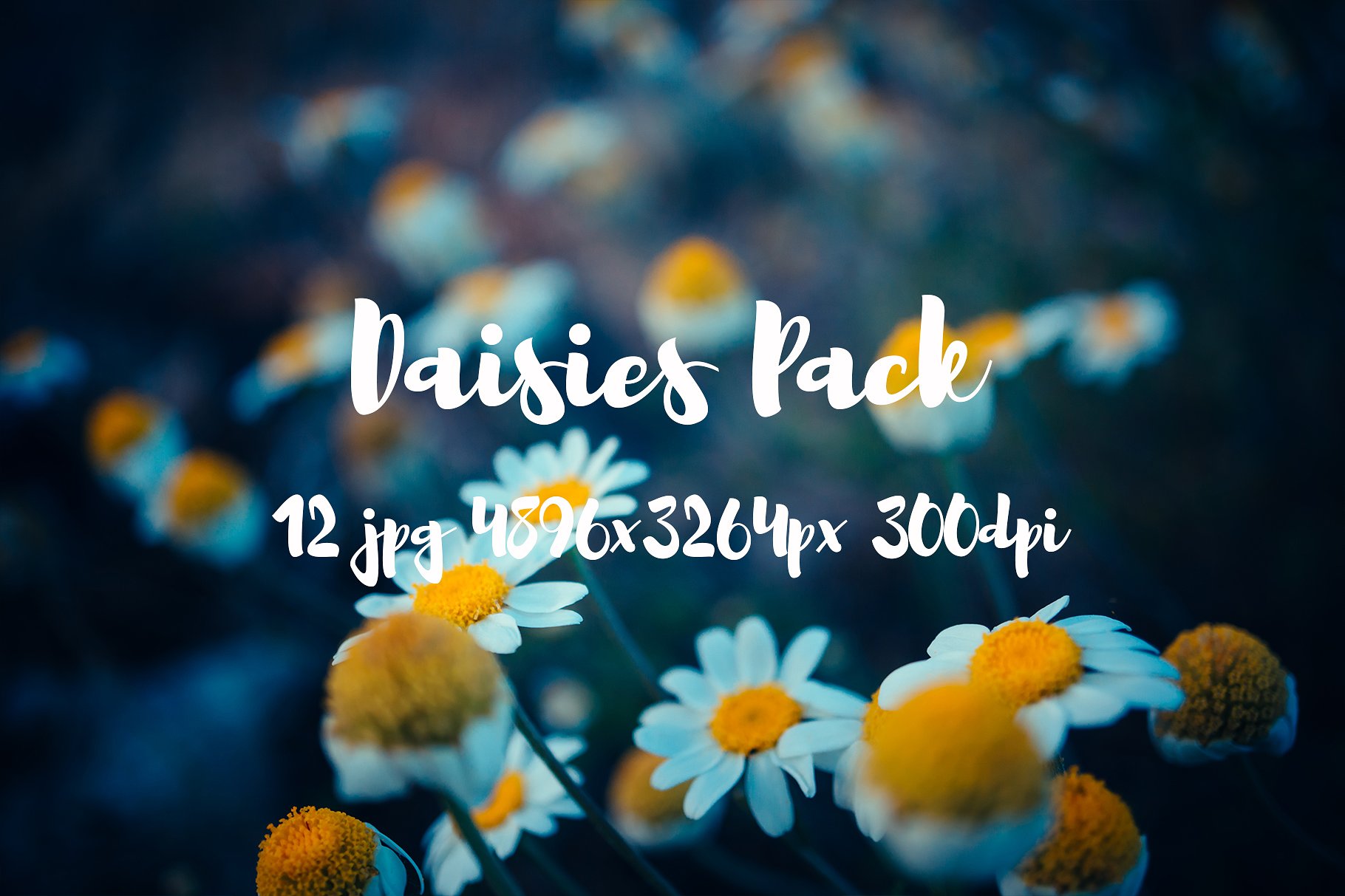 Daisies Pack photo pack