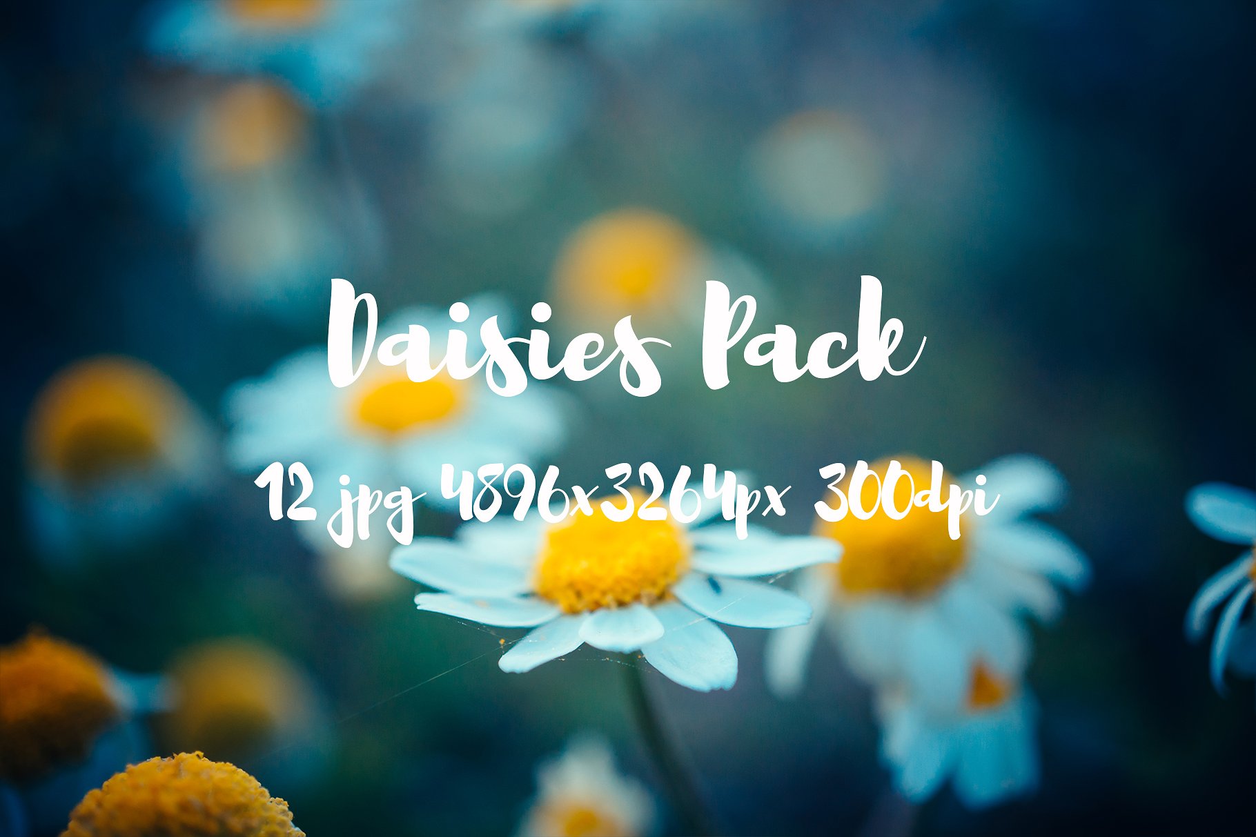 Daisies Pack photo pack