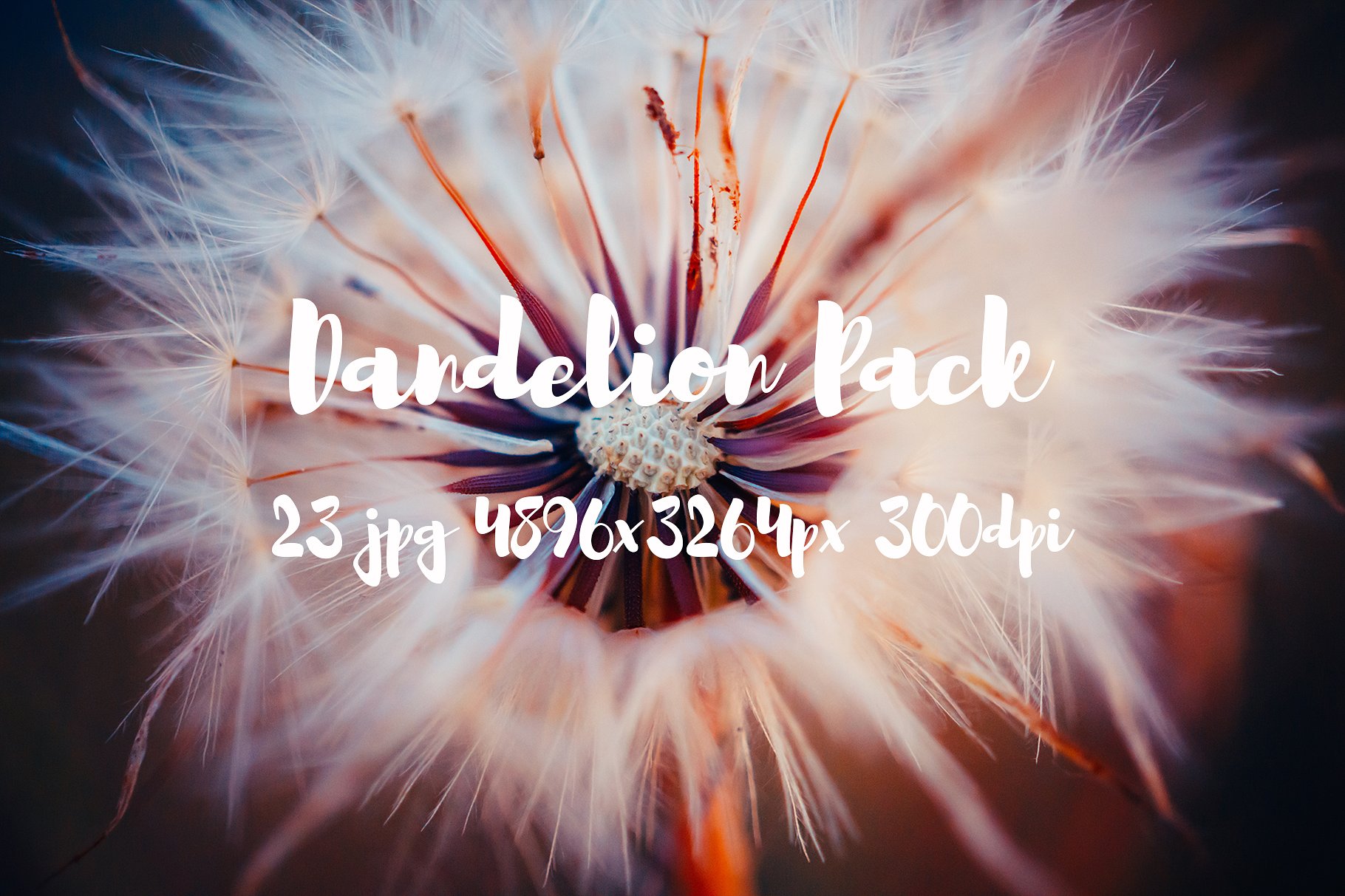 Dandelion Pack photo pack