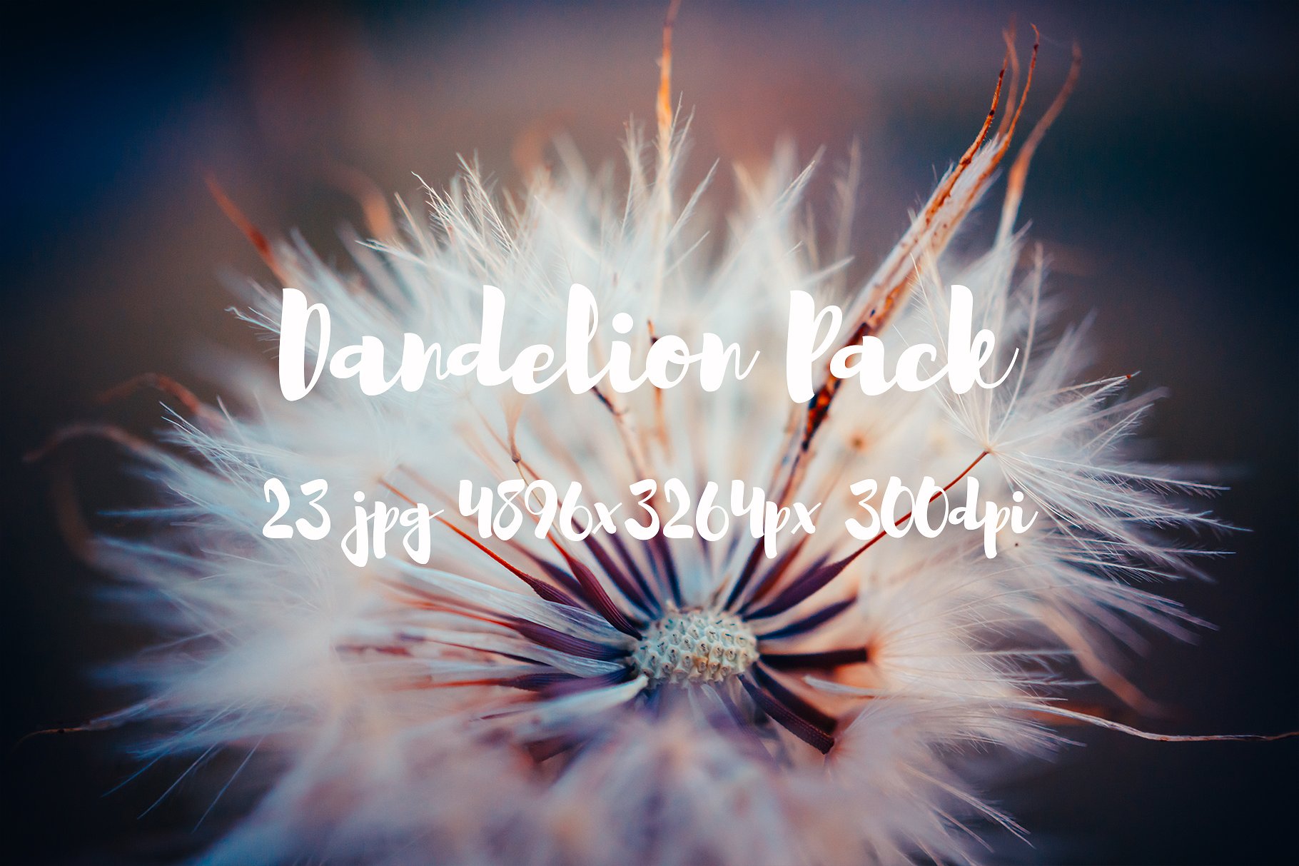 Dandelion Pack photo pack