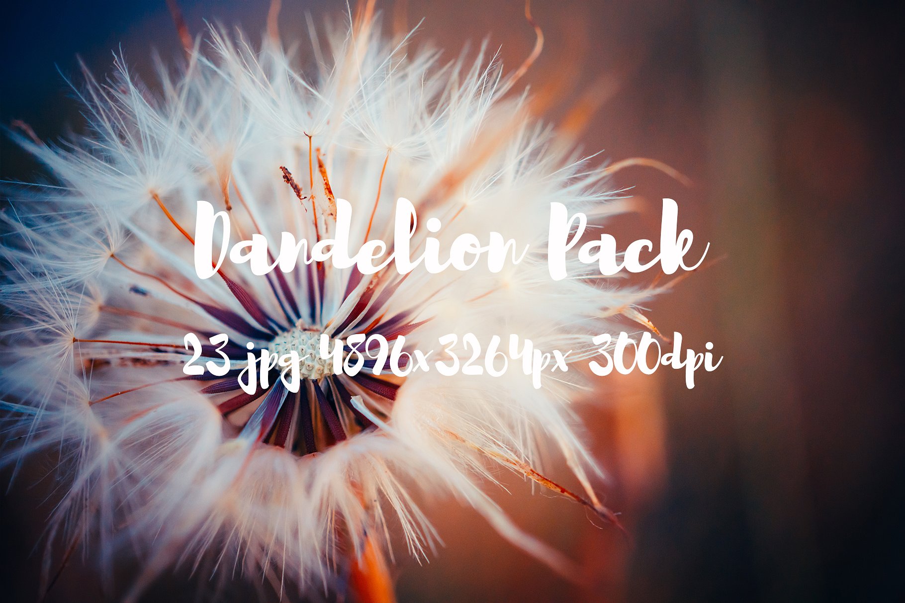 Dandelion Pack photo pack