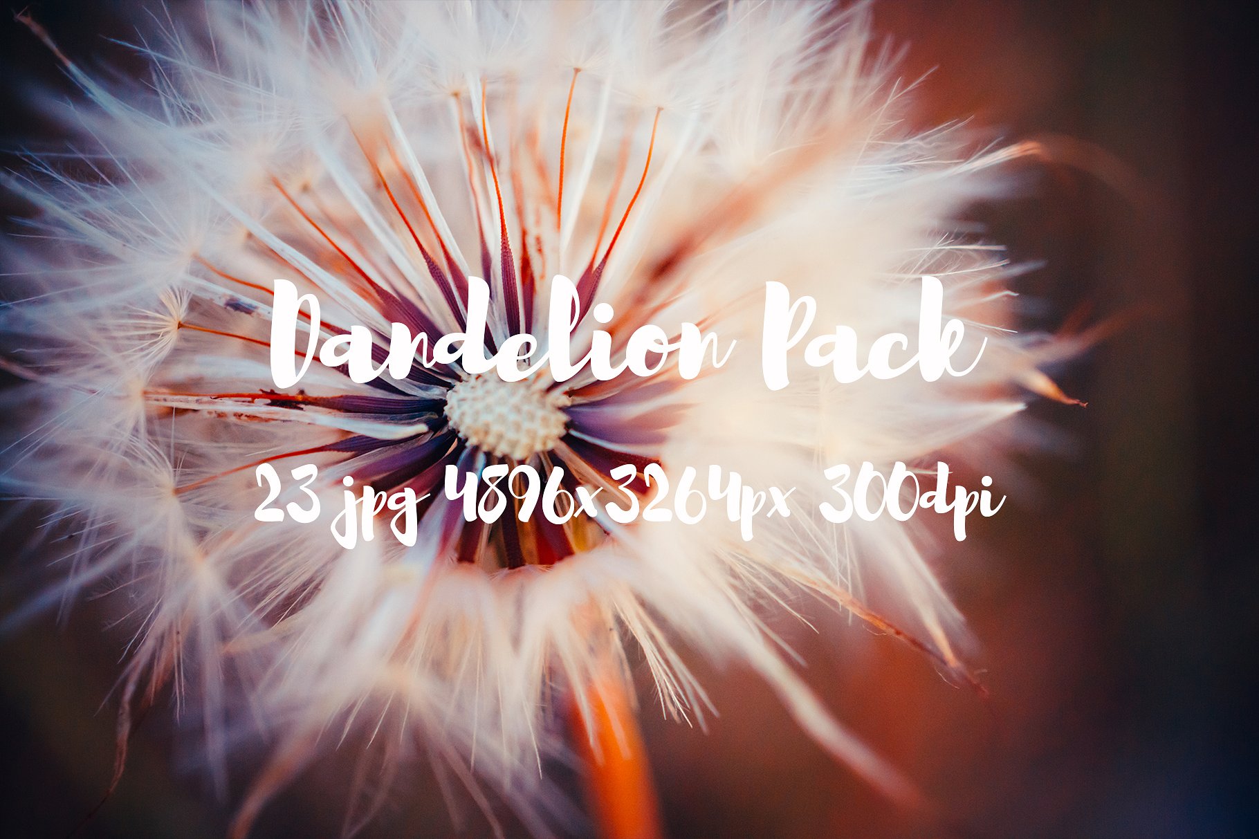 Dandelion Pack photo pack