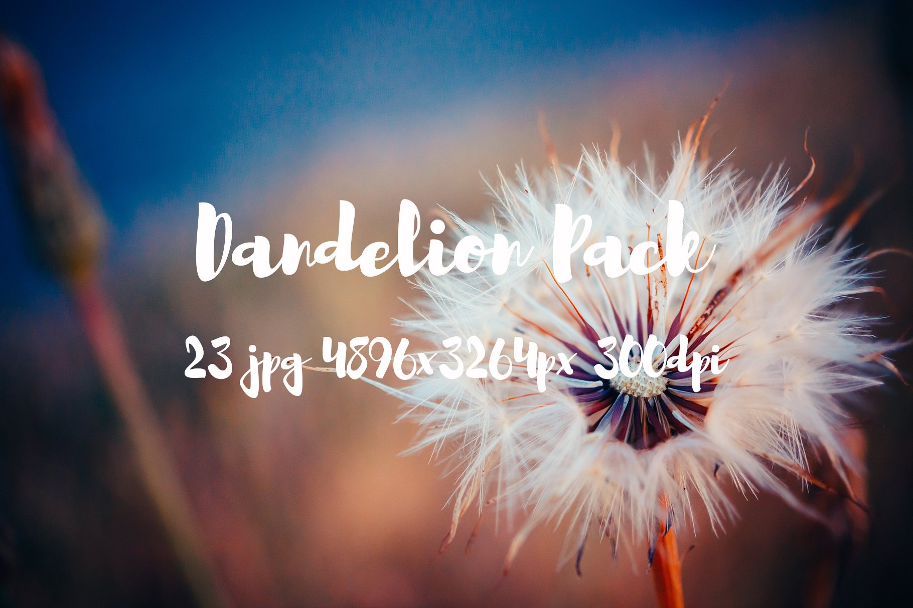 Dandelion Pack photo pack