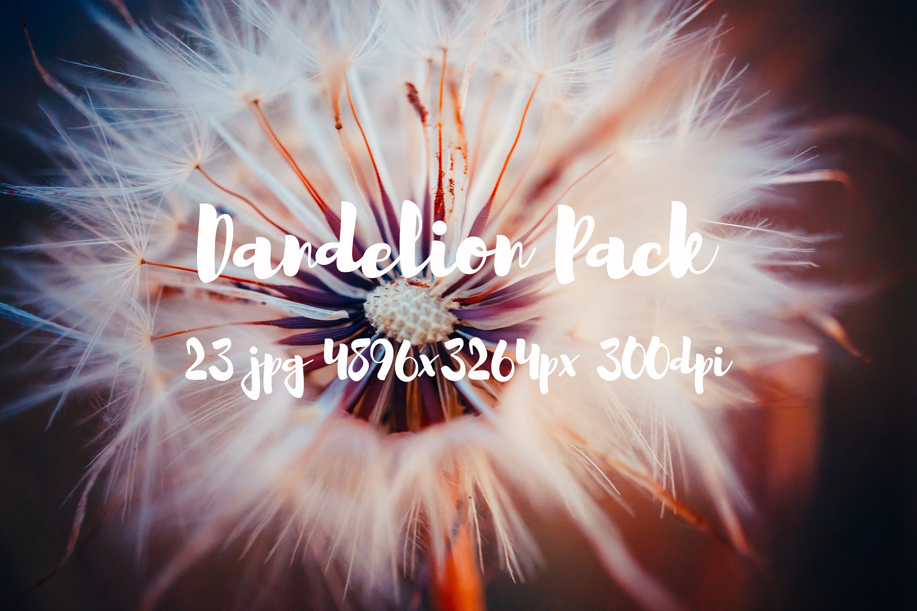 Dandelion Pack photo pack