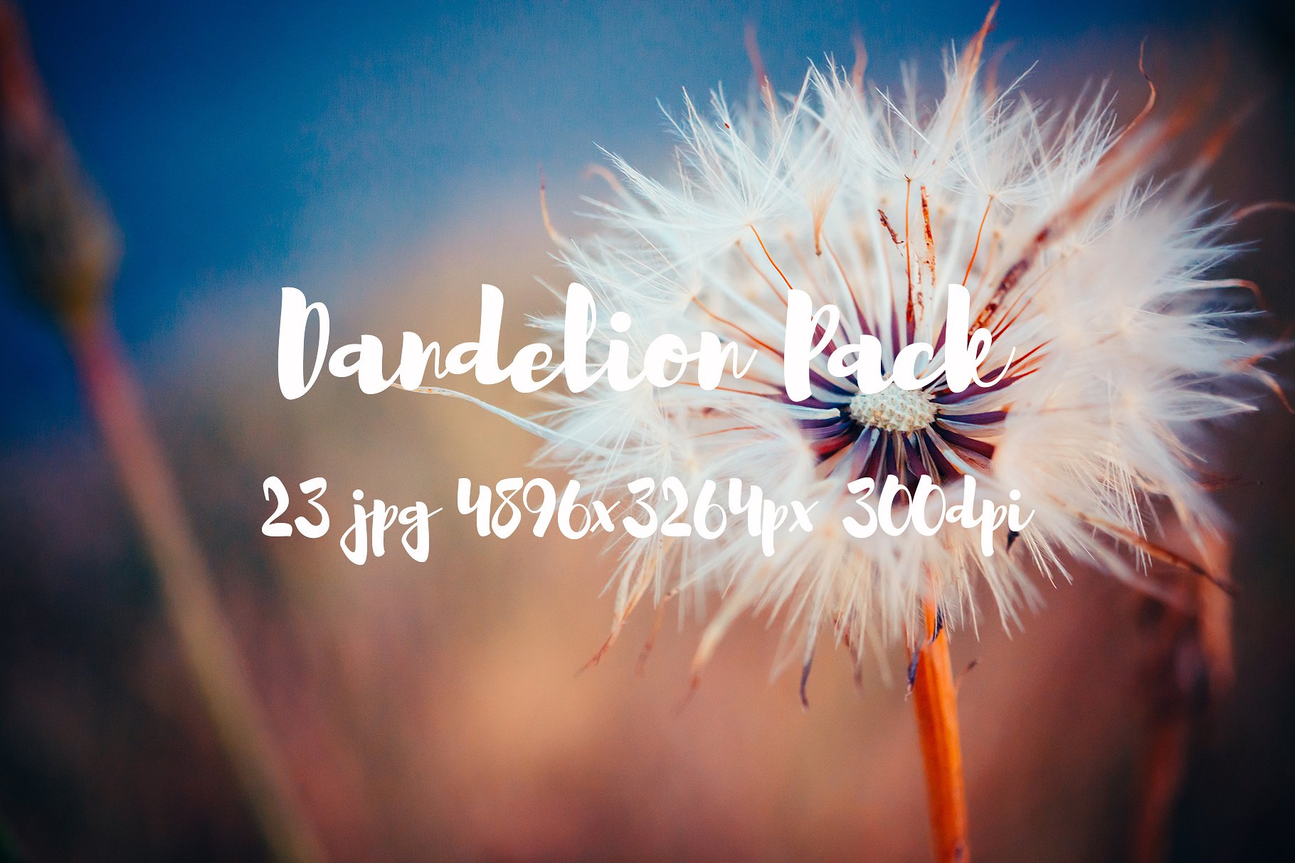 Dandelion Pack photo pack