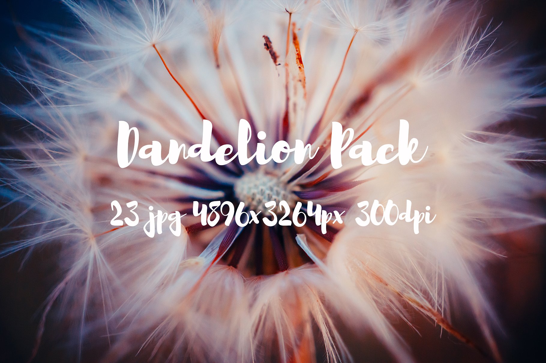 Dandelion Pack photo pack