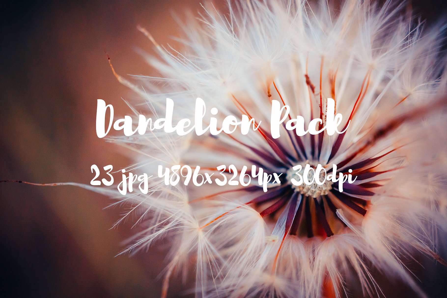 Dandelion Pack photo pack