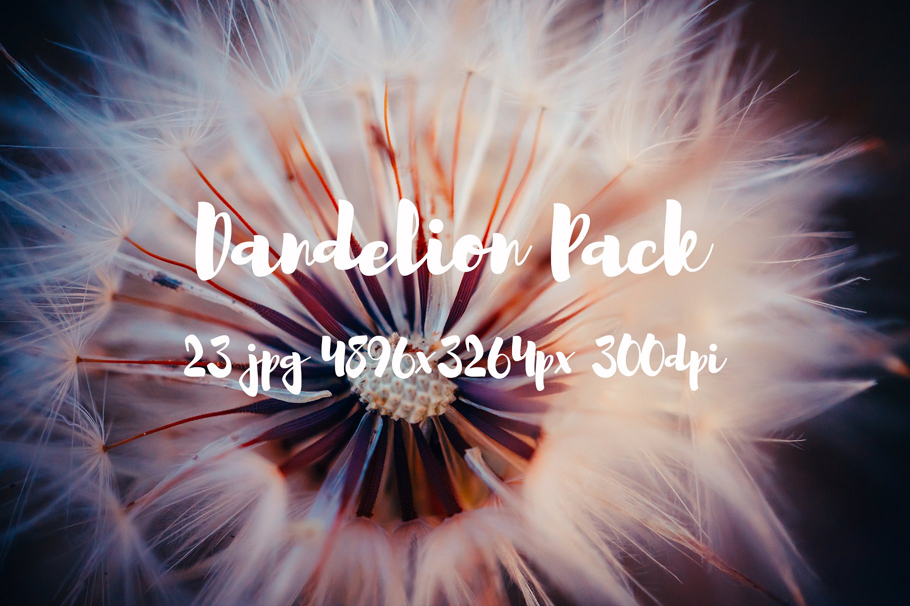 Dandelion Pack photo pack