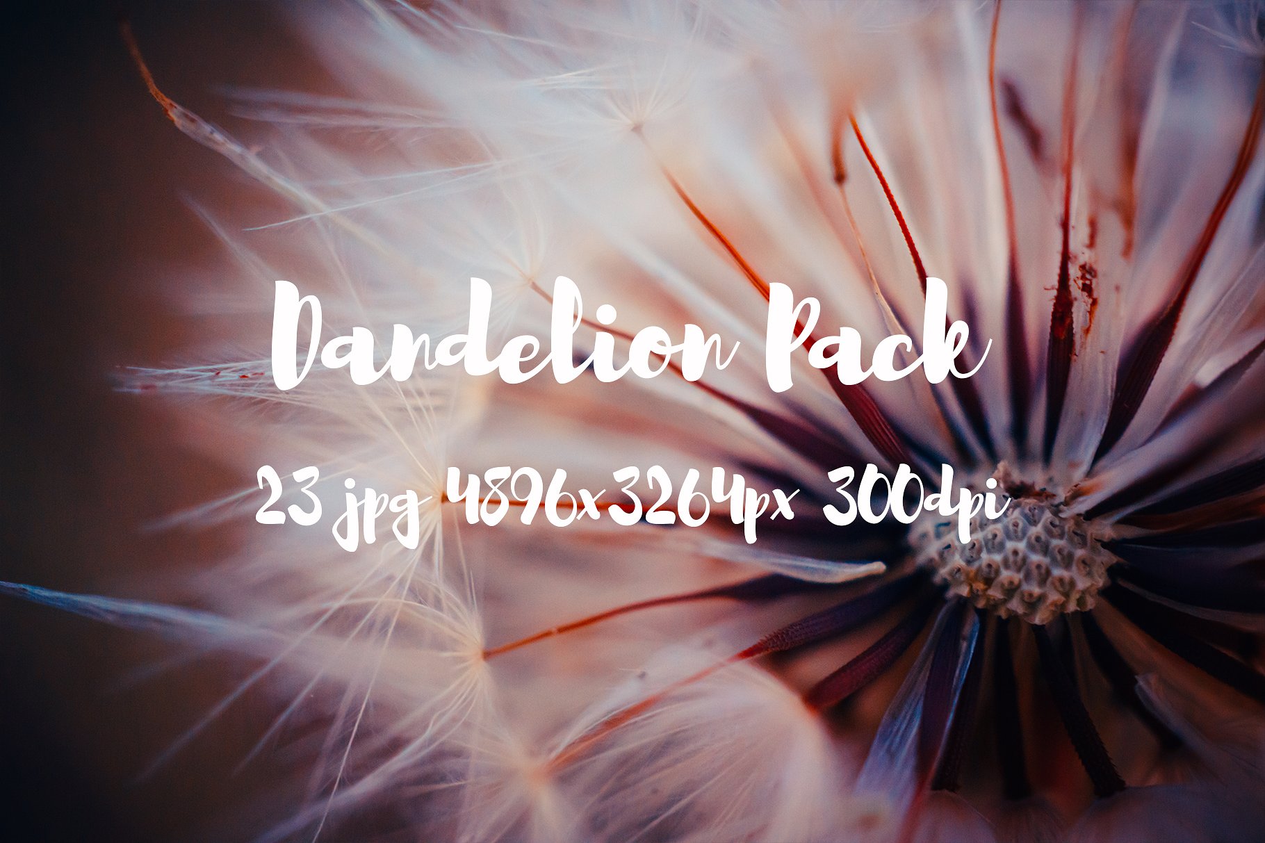 Dandelion Pack photo pack