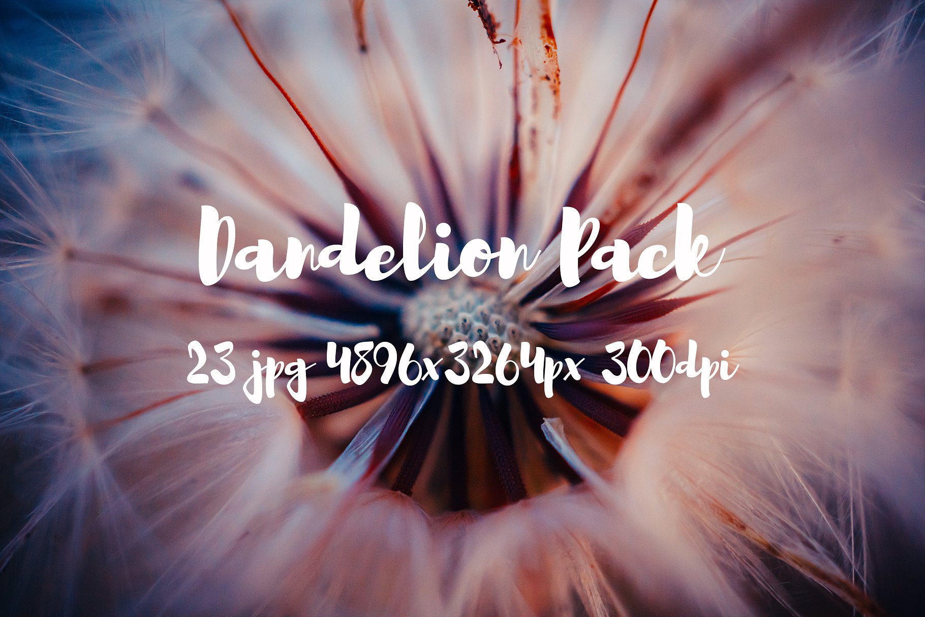 Dandelion Pack photo pack