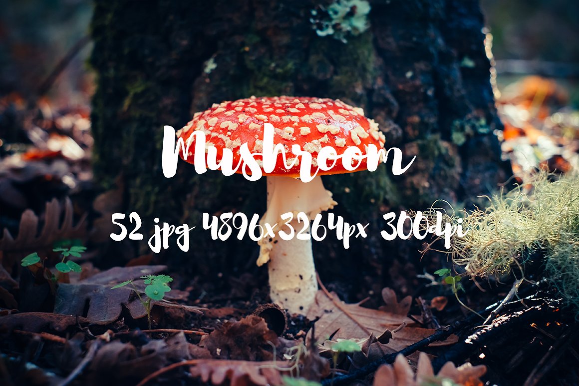 Mushrooms photo pack II