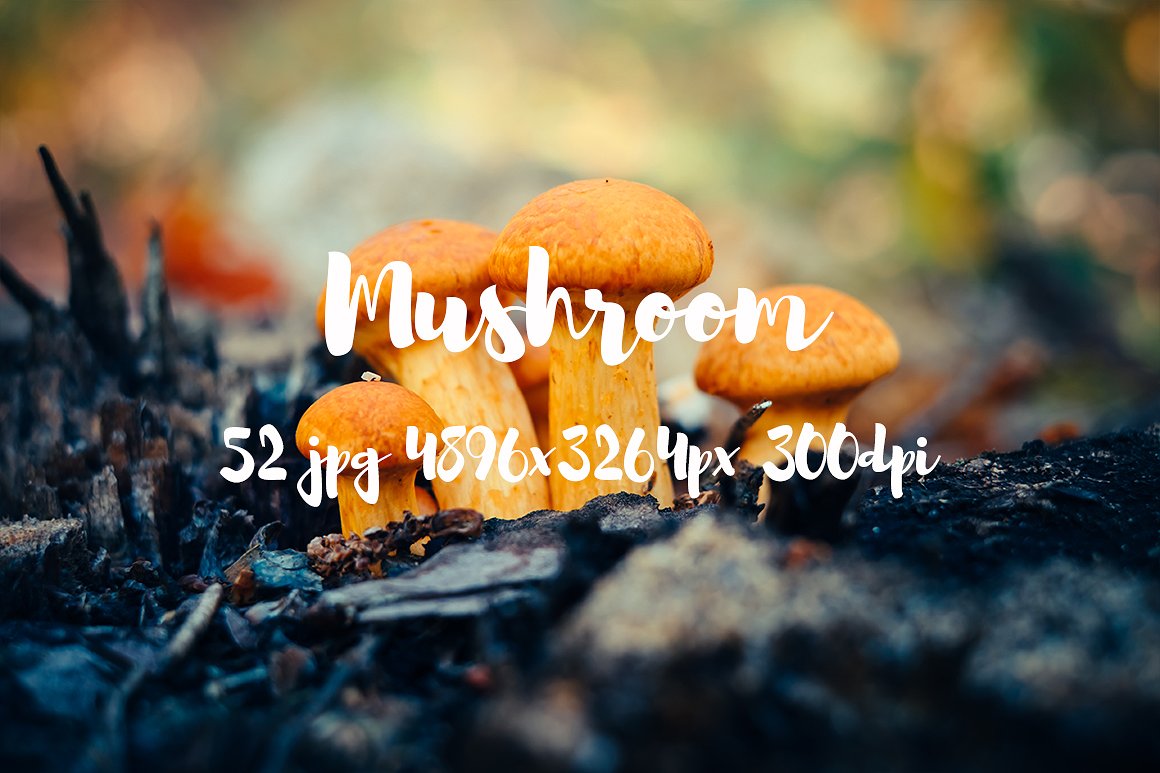 Mushrooms photo pack II