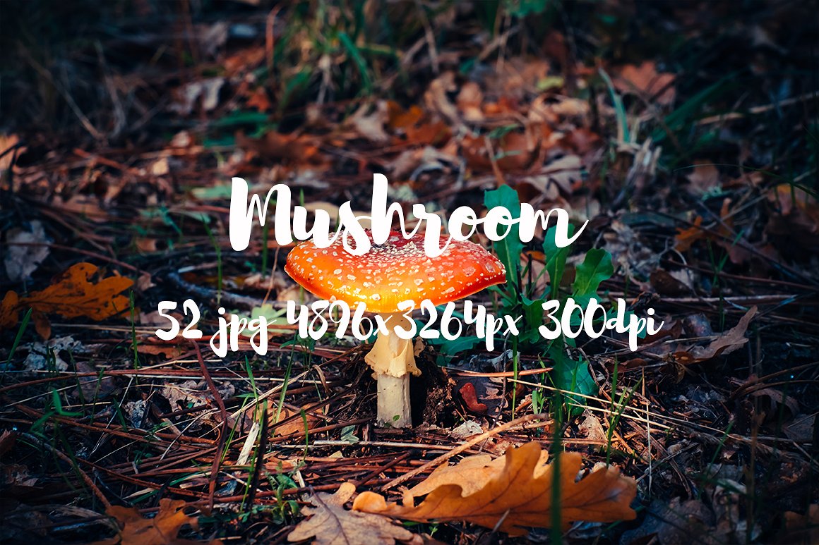 Mushrooms photo pack II