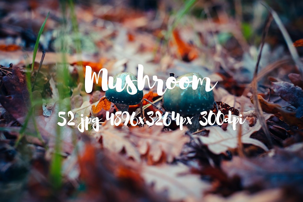 Mushrooms photo pack II