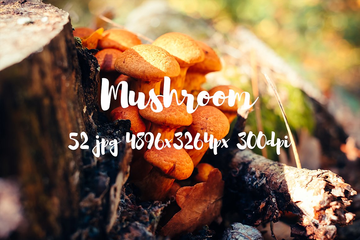 Mushrooms photo pack II