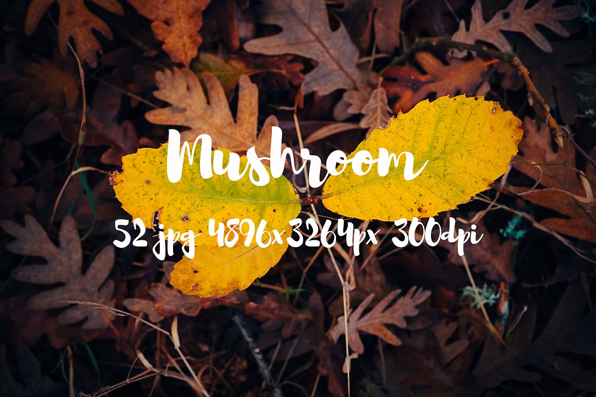 Mushrooms photo pack II