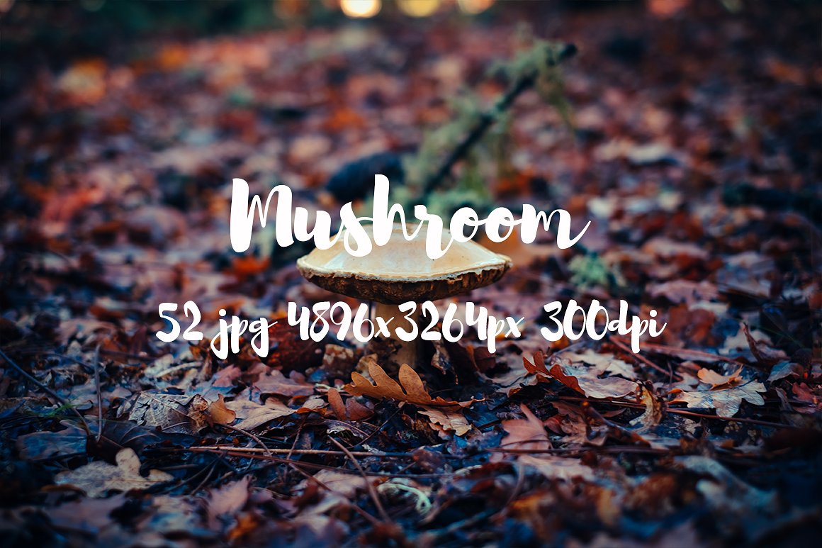 Mushrooms photo pack II