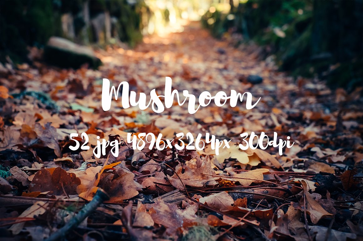 Mushrooms photo pack II