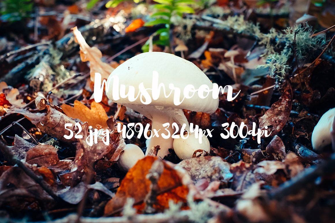 Mushrooms photo pack II