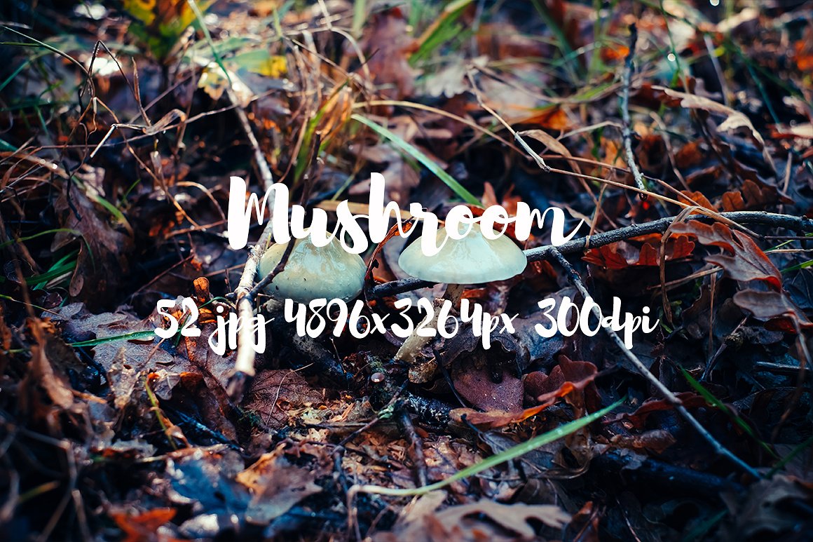 Mushrooms photo pack II