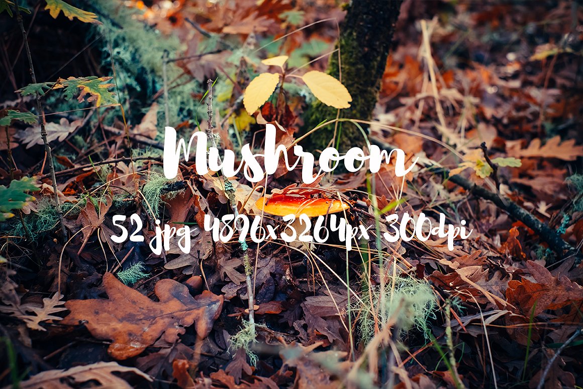 Mushrooms photo pack II