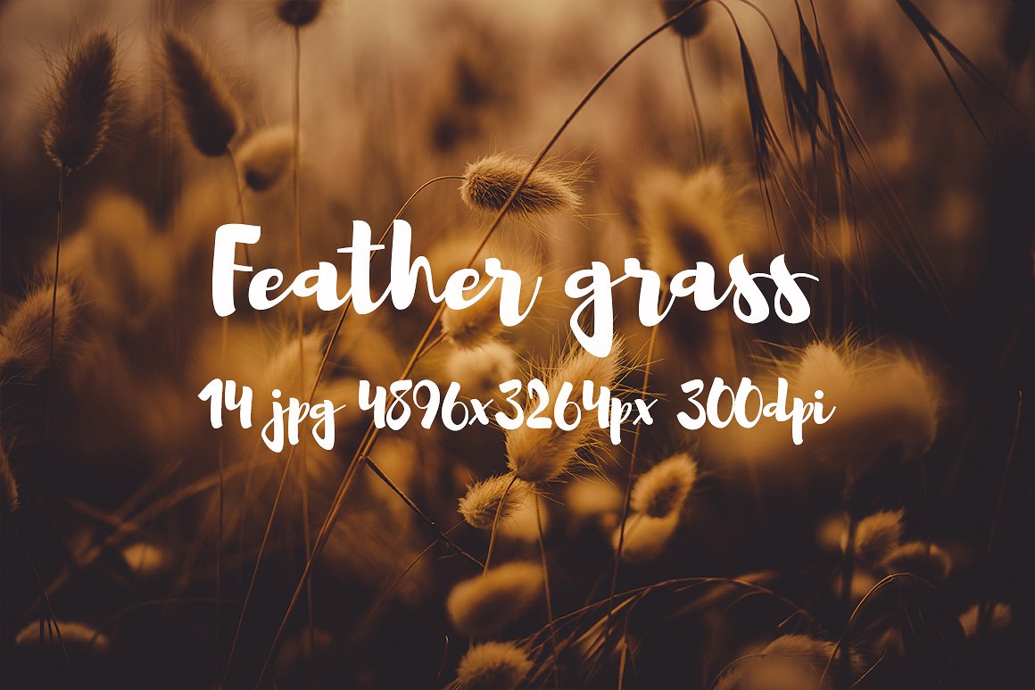 Feather grass photo pack