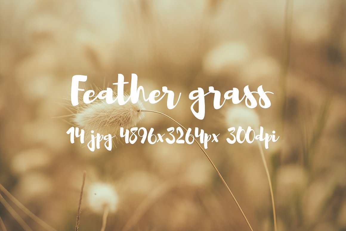 Feather grass photo pack