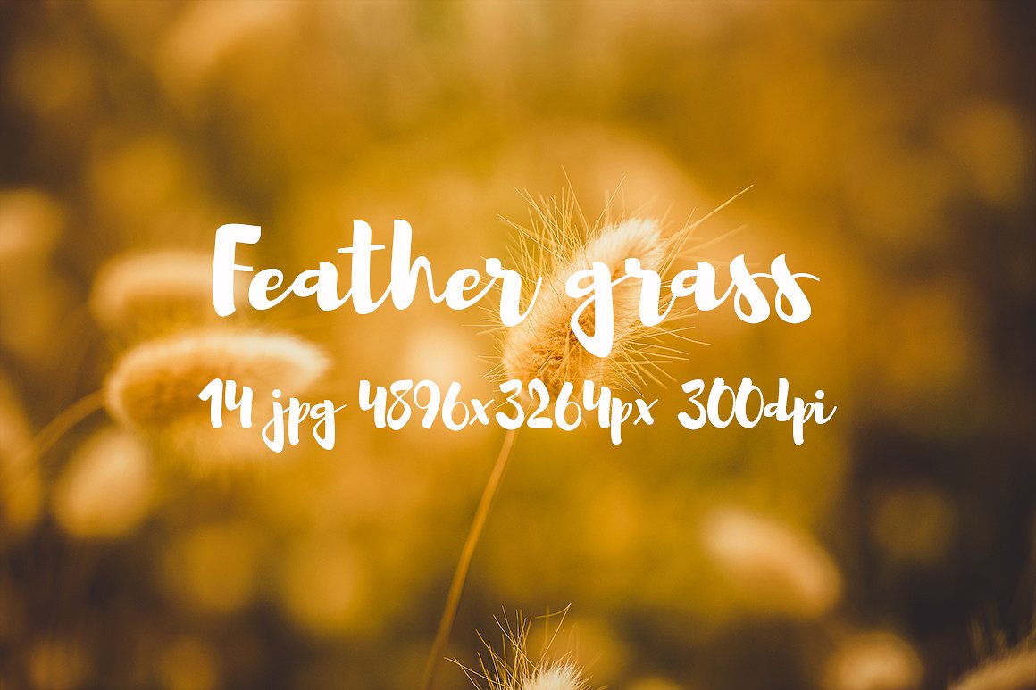 Feather grass photo pack