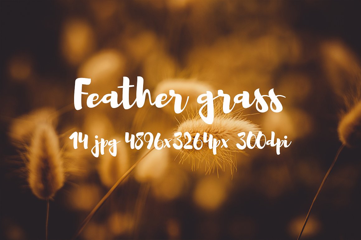 Feather grass photo pack