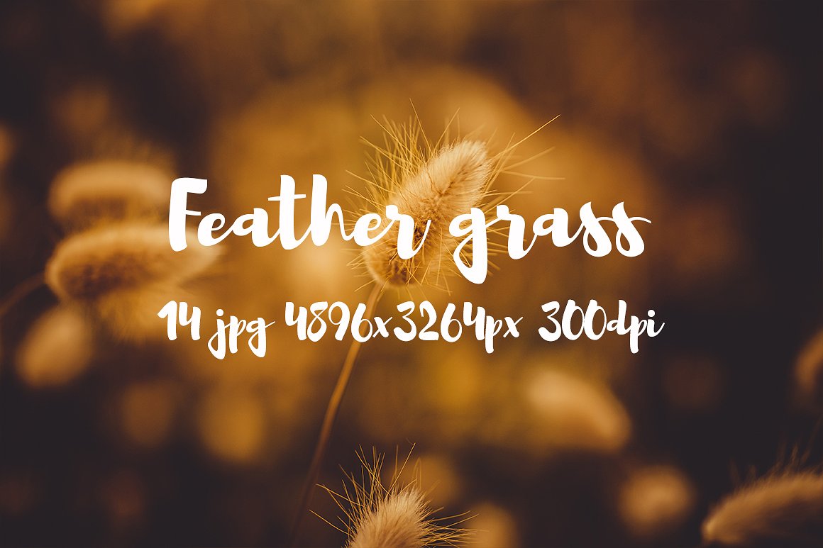 Feather grass photo pack