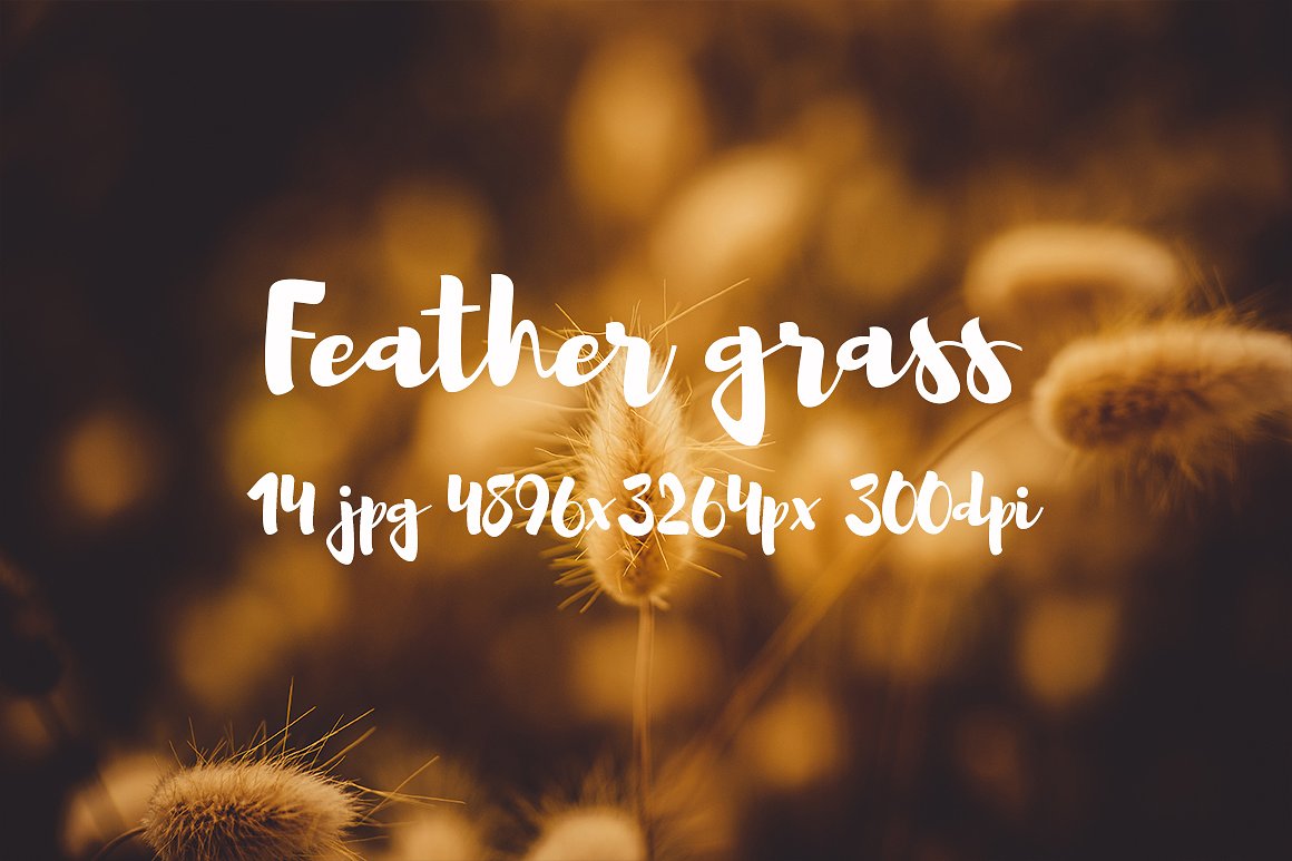 Feather grass photo pack