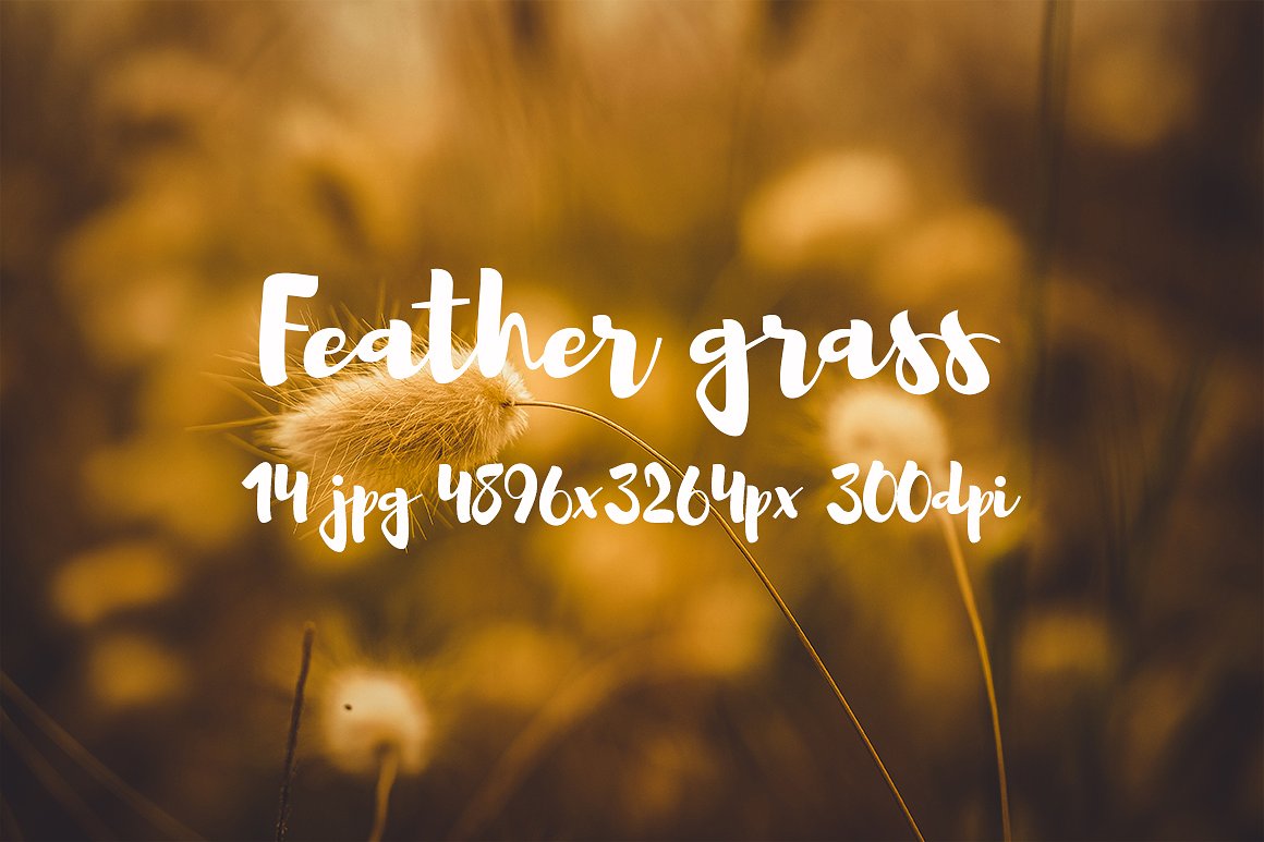 Feather grass photo pack