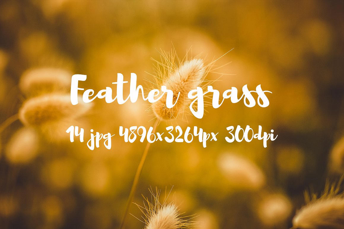 Feather grass photo pack