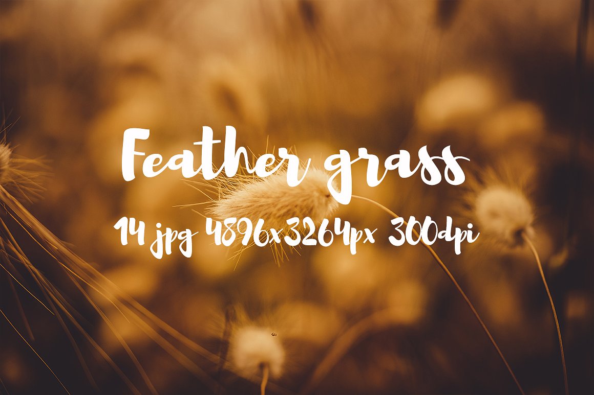 Feather grass photo pack