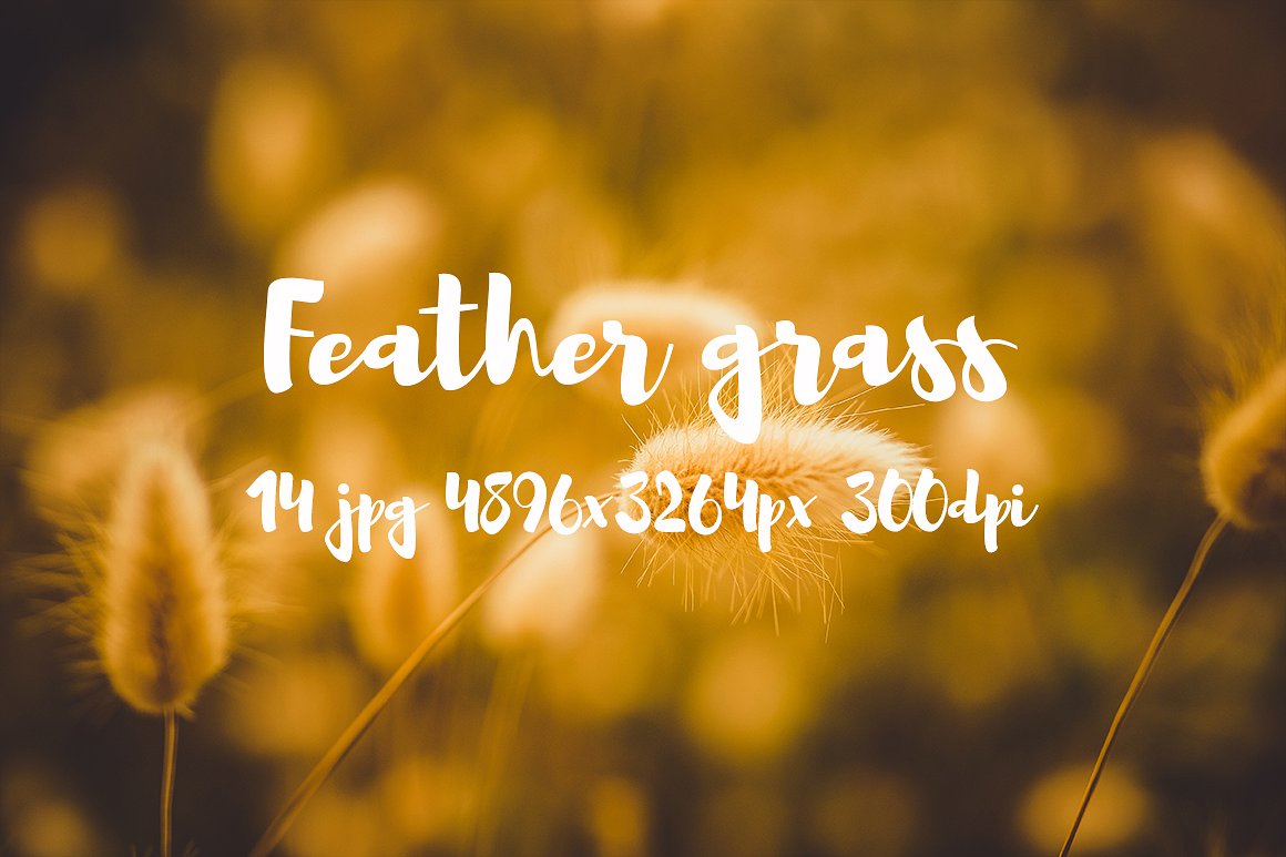 Feather grass photo pack