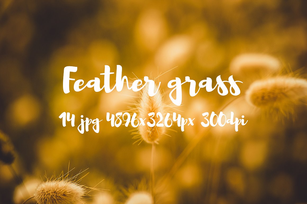 Feather grass photo pack