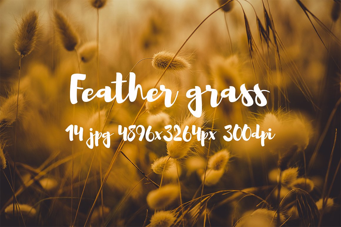 Feather grass photo pack